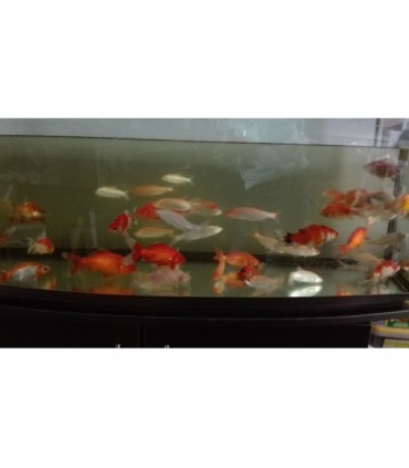 Karasie - Ryby do oczka wodnego i stawu