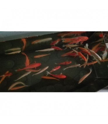 Karasie - Ryby do oczka wodnego i stawu