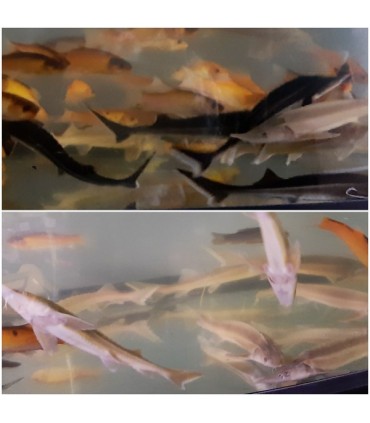 Sterlety (jesiotr) Ryby do oczka wodnego