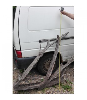 Mangrowiec XXL wielkie korzenie