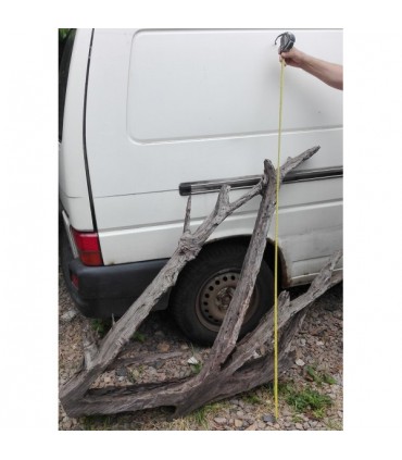 Mangrowiec XXL wielkie korzenie