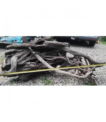 Mangrowiec XXL wielkie korzenie