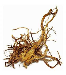 Happet Korzeń japoński M 20-35cm