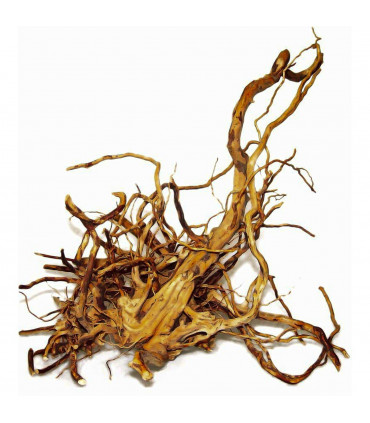 Happet Korzeń japoński L 35-50cm